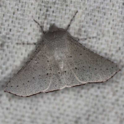 Oenochroma subustaria (Grey Wine Moth) at O'Connor, ACT - 30 Oct 2019 by ibaird