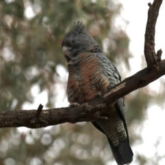 Callocephalon fimbriatum (Gang-gang Cockatoo) at Ainslie, ACT - 5 Oct 2019 by jbromilow50