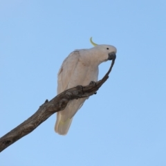 Cacatua galerita (Sulphur-crested Cockatoo) at Ainslie, ACT - 5 Oct 2019 by jbromilow50