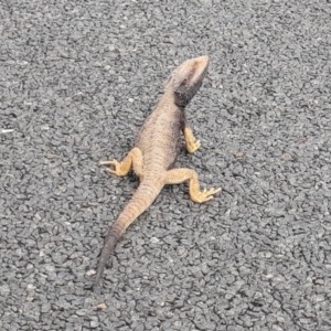 Pogona barbata at Bonython, ACT - 30 Oct 2019