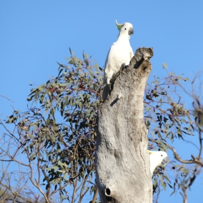 Cacatua galerita (Sulphur-crested Cockatoo) at Ainslie, ACT - 18 Oct 2019 by jbromilow50