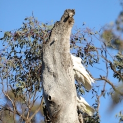 Cacatua galerita at Ainslie, ACT - 18 Oct 2019