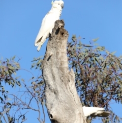 Cacatua galerita at Ainslie, ACT - 18 Oct 2019