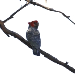 Callocephalon fimbriatum (Gang-gang Cockatoo) at Ainslie, ACT - 18 Oct 2019 by jbromilow50