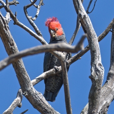 Callocephalon fimbriatum (Gang-gang Cockatoo) at Symonston, ACT - 30 Oct 2019 by Marthijn