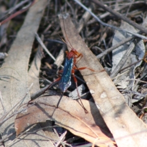 Lissopimpla excelsa at Red Hill, ACT - 31 Oct 2019