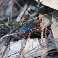 Lissopimpla excelsa at Red Hill, ACT - 31 Oct 2019