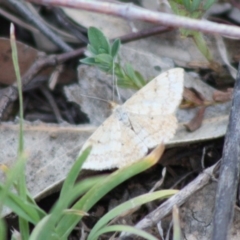 Scopula rubraria (Reddish Wave, Plantain Moth) at Deakin, ACT - 31 Oct 2019 by LisaH