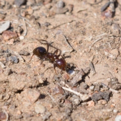 Papyrius nitidus (Shining Coconut Ant) at Symonston, ACT - 31 Oct 2019 by Marthijn