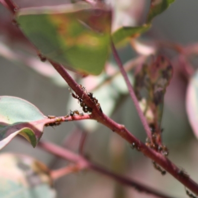 Papyrius nitidus (Shining Coconut Ant) at Deakin, ACT - 31 Oct 2019 by LisaH