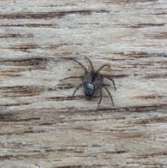Oecobius sp. (genus) (Wall spider) at Aranda, ACT - 31 Oct 2019 by Jubeyjubes