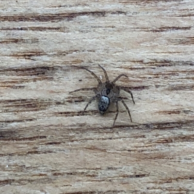 Oecobius navus (Midget house spider) at Aranda, ACT - 31 Oct 2019 by Jubeyjubes
