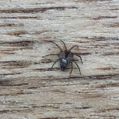 Oecobius sp. (genus) (Wall spider) at Aranda, ACT - 31 Oct 2019 by Jubeyjubes