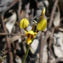 Diuris sulphurea (Tiger Orchid) at Theodore, ACT - 31 Oct 2019 by owenh