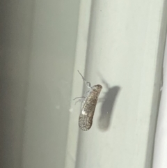 Fulgoroidea sp. (superfamily) (Unidentified fulgoroid planthopper) at Aranda, ACT - 31 Oct 2019 by Jubeyjubes