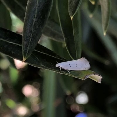 Thalerotricha mylicella (A concealer moth) at Aranda, ACT - 31 Oct 2019 by Jubeyjubes