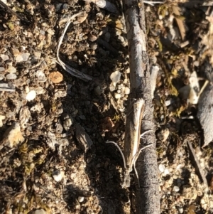 Ptochostola microphaeellus at Aranda, ACT - 31 Oct 2019