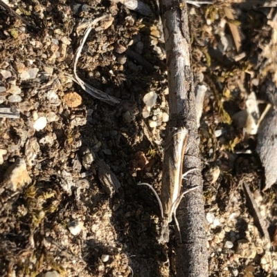 Ptochostola microphaeellus (A Crambid moth) at Aranda, ACT - 31 Oct 2019 by Jubeyjubes