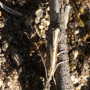 Ptochostola microphaeellus at Aranda, ACT - 31 Oct 2019 04:22 PM