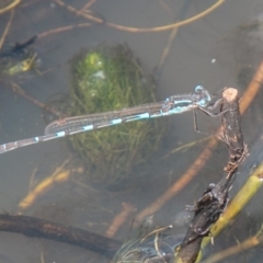 Austrolestes io (Iota Ringtail) at Mount Clear, ACT - 30 Oct 2019 by SWishart