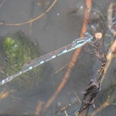 Austrolestes io at Mount Clear, ACT - 30 Oct 2019