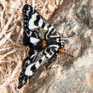 Agaristodes feisthamelii at Mount Clear, ACT - 30 Oct 2019