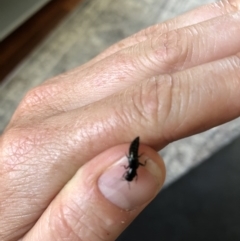 Thyreocephalus sp. (genus) (Rove beetle) at Aranda, ACT - 31 Oct 2019 by Jubeyjubes