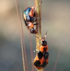 Dicranolaius villosus at Fraser, ACT - 31 Oct 2019