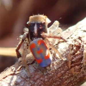 Maratus pavonis at Fraser, ACT - suppressed