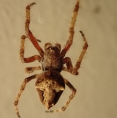 Socca pustulosa (Knobbled Orbweaver) at Spence, ACT - 30 Oct 2019 by Laserchemisty