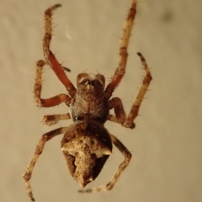 Socca pustulosa (Knobbled Orbweaver) at Spence, ACT - 30 Oct 2019 by Laserchemisty