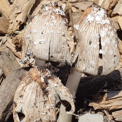 Coprinus sp. (Coprinus) at Denman Prospect, ACT - 31 Oct 2019 by AaronClausen