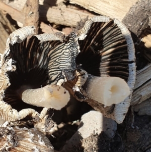 Coprinus sp. at Denman Prospect, ACT - 31 Oct 2019 01:42 PM