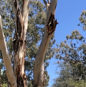 Callocephalon fimbriatum at Yarralumla, ACT - suppressed