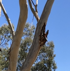 Callocephalon fimbriatum at Yarralumla, ACT - suppressed