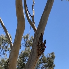 Callocephalon fimbriatum at Yarralumla, ACT - suppressed