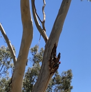 Callocephalon fimbriatum at Yarralumla, ACT - suppressed
