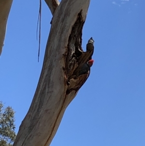 Callocephalon fimbriatum at Yarralumla, ACT - suppressed