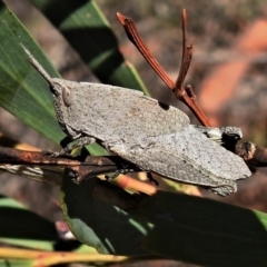 Goniaea sp. (genus) (A gumleaf grasshopper) at Rendezvous Creek, ACT - 30 Oct 2019 by JohnBundock
