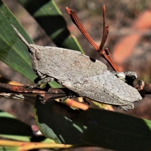 Goniaea sp. (genus) at Rendezvous Creek, ACT - 31 Oct 2019 10:53 AM