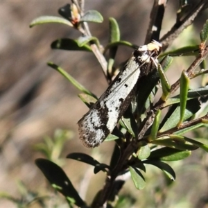 Philobota lysizona at Rendezvous Creek, ACT - 31 Oct 2019 09:53 AM