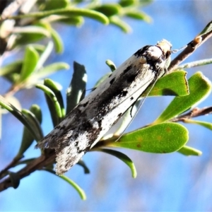 Philobota lysizona at Rendezvous Creek, ACT - 31 Oct 2019