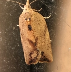 Epiphyas postvittana (Light Brown Apple Moth) at Monash, ACT - 31 Oct 2019 by jackQ