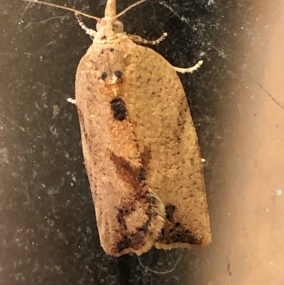 Epiphyas postvittana (Light Brown Apple Moth) at Monash, ACT - 31 Oct 2019 by jackQ