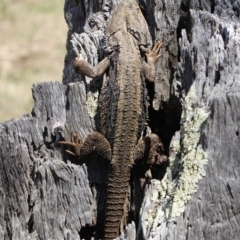 Pogona barbata (Eastern Bearded Dragon) at Red Hill, ACT - 30 Oct 2019 by JackyF