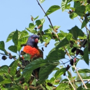 Trichoglossus moluccanus at Hughes, ACT - 29 Oct 2019