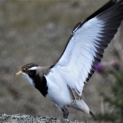 Vanellus tricolor (Banded Lapwing) at Namadgi National Park - 31 Oct 2019 by JohnBundock