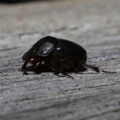 Onthophagus declivis (Declivis dung beetle) at Ainslie, ACT - 29 Oct 2019 by jbromilow50