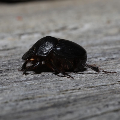 Onthophagus declivis (Declivis dung beetle) at Ainslie, ACT - 29 Oct 2019 by jbromilow50
