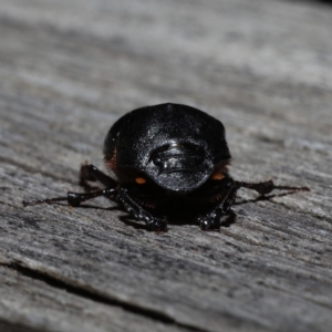 Onthophagus declivis at Ainslie, ACT - 29 Oct 2019 08:06 PM